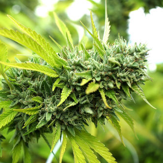Mango OG Auto (Humboldt Seed Organization) feminisoidut