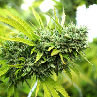 Mango OG Auto (Humboldt Seed Organization) Feminisoidut