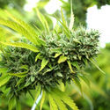 Mango OG Auto (Humboldt Seed Organization) Feminisoidut