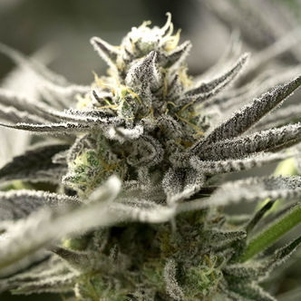 OGKZ Auto (Humboldt Seed Organization) feminisoidut