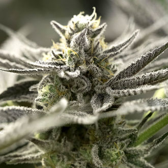 OGKZ Auto (Humboldt Seed Organization) Feminisoidut