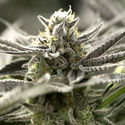 OGKZ Auto (Humboldt Seed Organization) Feminisoidut