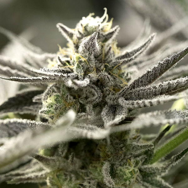 OGKZ Auto (Humboldt Seed Organization) Feminisoidut