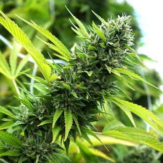 Banana Sapphire (Humboldt Seed Organization) feminisoidut kannabiksen siemenet
