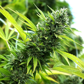 Banana Sapphire (Humboldt Seed Organization) Feminisoidut