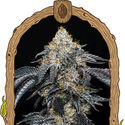Quicklato Sherbet (Exotic Seed) Feminisoidut