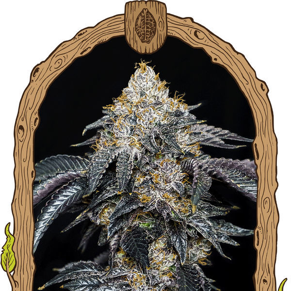 Quicklato Sherbet (Exotic Seed) Feminisoidut