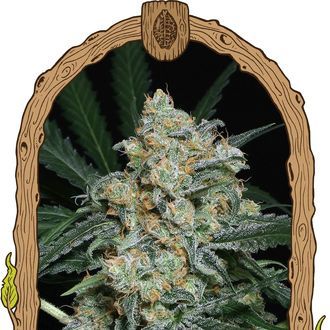 Zkittalicious Auto (Exotic Seed) Feminisoidut