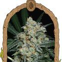 Zkittalicious Auto (Exotic Seed) Feminisoidut