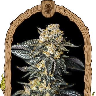 Zkittaberry Auto (Exotic Seed) feminisoidut
