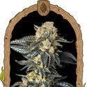 Zkittaberry Auto (Exotic Seed) Feminisoidut