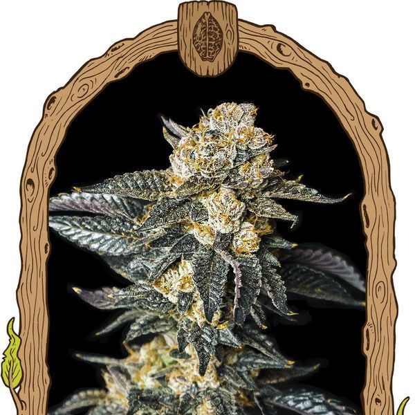 Zkittaberry Auto (Exotic Seed) Feminisoidut