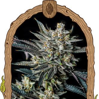 Jelly Bananen Auto (Exotic Seed) Feminisoidut