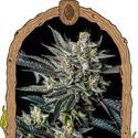 Jelly Bananen Auto (Exotic Seed) Feminisoidut