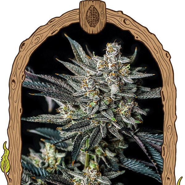 Jelly Bananen Auto (Exotic Seed) Feminisoidut