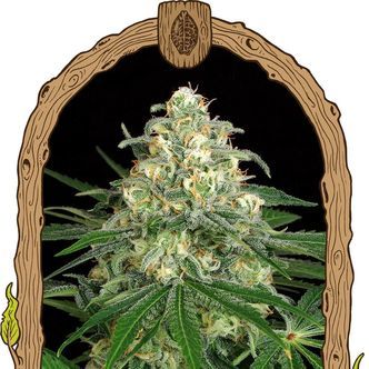 Z&Z Auto (Exotic Seed) feminisoidut