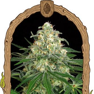 Z&Z Auto (Exotic Seed) Feminisoidut