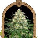 Z&Z Auto (Exotic Seed) Feminisoidut