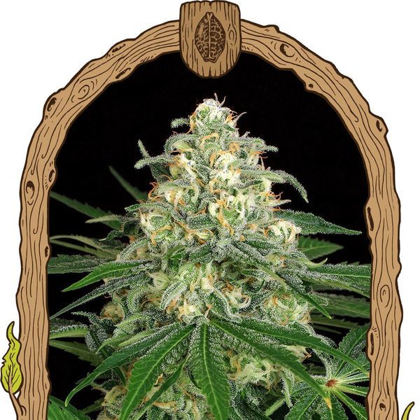 Z&Z Auto (Exotic Seed) Feminisoidut
