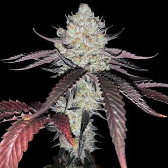 Marshmallow OG (Compound Genetics) Feminisoidut kannabiksen siemenet