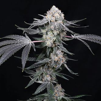 High Society (Compound Genetics) Feminisoidut