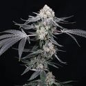 High Society (Compound Genetics) Feminisoidut
