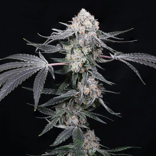 High Society (Compound Genetics) Feminisoidut