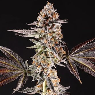 La Bomba (Compound Genetics) Feminisoidut kannabiksen siemenet