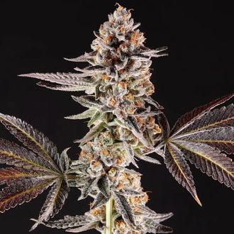 La Bomba (Compound Genetics) Feminisoidut