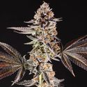 La Bomba (Compound Genetics) Feminisoidut