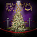 Banana GOAT (T.H. Seeds x Zamnesia Seeds) Feminisoidut