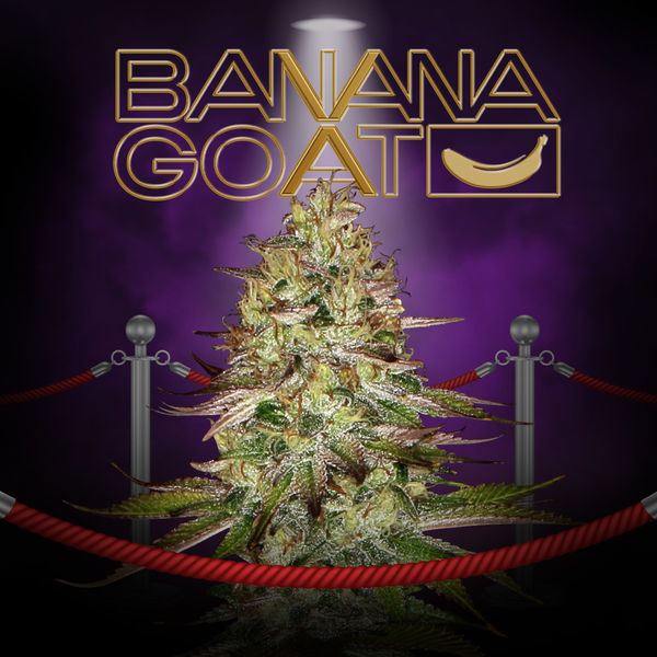 Banana GOAT (T.H. Seeds x Zamnesia Seeds) Feminisoidut