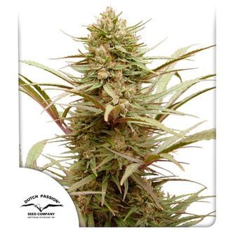 CBD Compassion (Dutch Passion) Feminisoidut