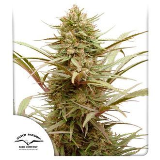 CBD Compassion (Dutch Passion) Feminisiodut
