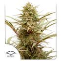 CBD Compassion (Dutch Passion) Feminisiodut