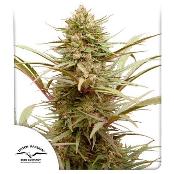 CBD Compassion (Dutch Passion) Feminisiodut