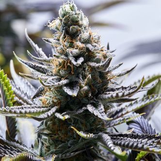 Chapel Of Love (Purple City Genetics) feminisoidut
