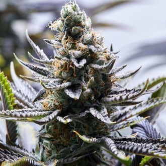 Chapel Of Love (Purple City Genetics) Feminisoidut