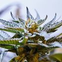 Blueprint S1 (Purple City Genetics) Feminisoidut
