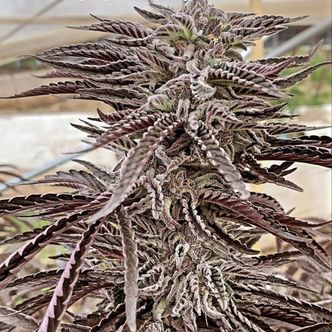 Fillmore Slim (Purple City Genetics) feminisoitu