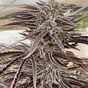 Fillmore Slim (Purple City Genetics) Feminisoidut