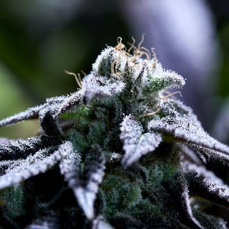 Bulletproof Wallet (Purple City Genetics) Feminisoidut