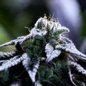Bulletproof Wallet (Purple City Genetics) Feminisoidut