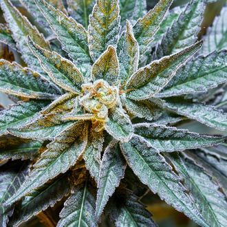 Gush Mints S1 (Purple City Genetics) Feminisoidut