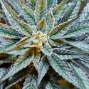 Gush Mints S1 (Purple City Genetics) Feminisoidut