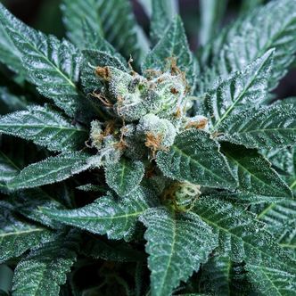 Platinum Bird (Purple City Genetics) feminisoitu