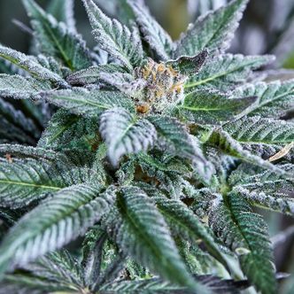 Berry Bonds Auto (Purple City Genetics) Feminisoidut