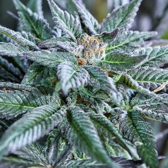 Berry Bonds Auto (Purple City Genetics) Feminisoidut