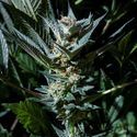 Velvet Lushers (Purple City Genetics) Feminisoidut