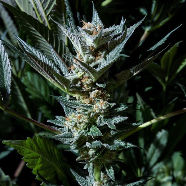 Velvet Lushers (Purple City Genetics) Feminisoidut